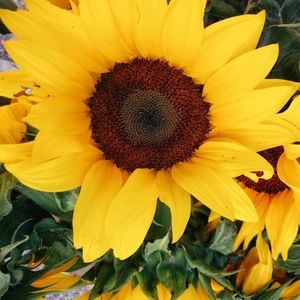 Meet your Posher, Inga